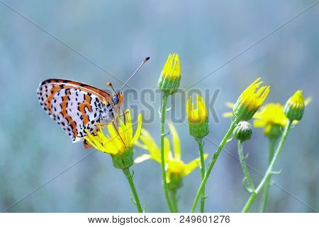 Bright Red Butterfly On A Meadow. Brush-footed Butterflies. Close Up.