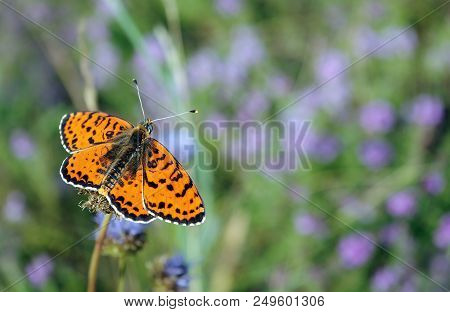 Bright Red Butterfly On A Meadow. Brush-footed Butterflies. Close Up.