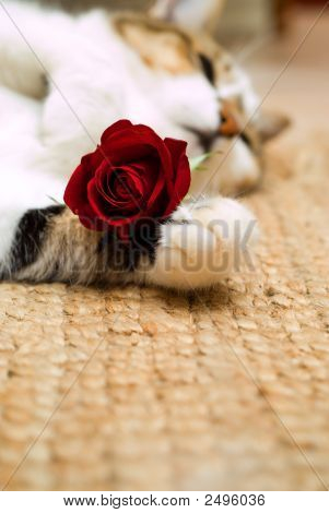 Gato do dia dos Namorados