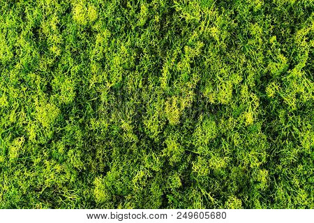 Green Moss Background, Natural Texture Copy Space