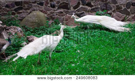 Snow-white Birds Peafowls Peahens With Crowns Walk On Green Grass