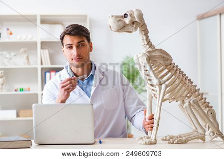 Doctor vet practicing on dog skeleton