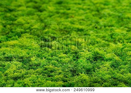 Green Moss Texture Background Shallow Dof, Copy Space