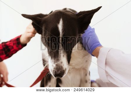 Veterinarian Holding Dog While She Is Being Combed By Her Owner. Dog Sitting On Table At Vet Doctors