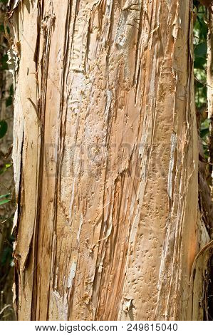 Detail Of  Paperbark Tree In The Wilderness. Australia.