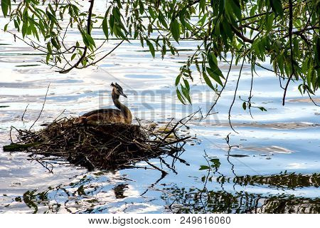 Podicipedidae Big Duck Sits On A Stone, A City Pond In The Park, Wild Animal World,