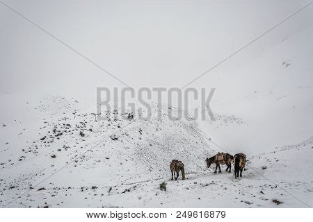 Horses On The Thorong La Pass, Nepal.
