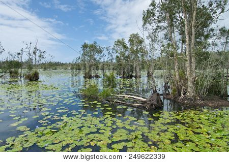 A Landscape In Cattai Wetlands In Australia