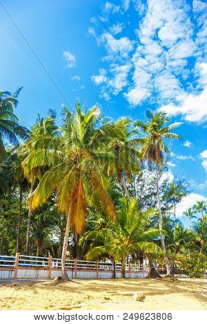 Tropical Caribbean Landscape With Palm Trees And Blue Sky.