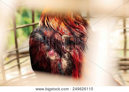 Wing Of Chicken In Cages With Background.