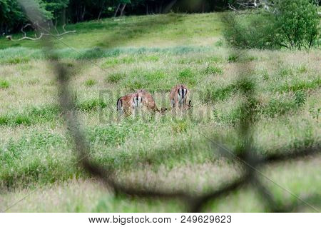 Beautiful Dear Walking In Peace Through Nature, Haderslev, Denmark