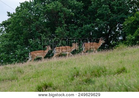 Beautiful Dear Walking In Peace Through Nature, Haderslev, Denmark