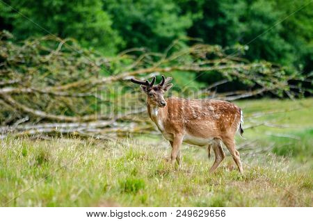 Beautiful Dear Walking In Peace Through Nature, Haderslev, Denmark