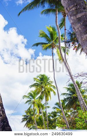 Tropical Landscape. Bottom View Of The Palm Trees On Background Of Bright Blue Sky