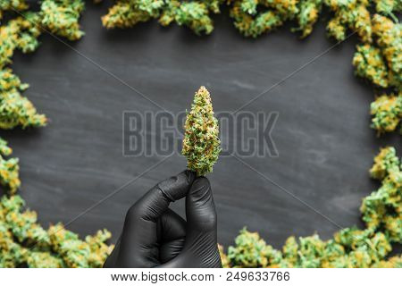 Grinder A Lot Ofx Marijuana, Fresh Buds Of Cannabis Many Weed. Copy Spase Copy-space