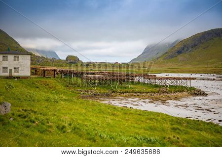 Dried Head Of Cod Fish In Lofoten In Norway