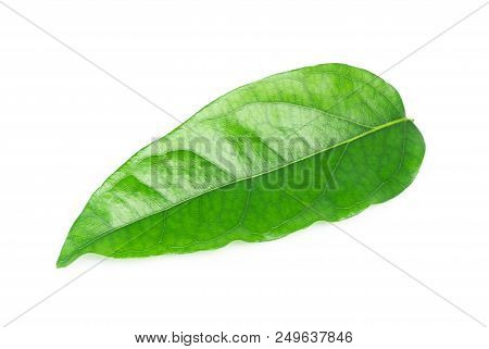Green Tiliacora Triandra Leaf Isolated On White Background, Herb And Medical Concept