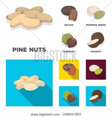 Pecan, Pine Nut, Pumpkin Seeds, Chestnut.different Kinds Of Nuts Set Collection Icons In Cartoon, Fl