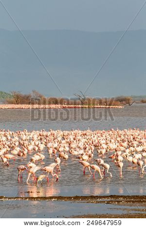 Landscape Of Baringo Lake. Flamingo. East Africa