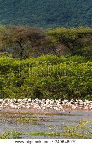 Pink Flamingo Of Lake Baringo. Kenya, Africa