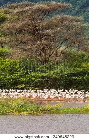 Flamingo Of Lake Baringo. Landscapes African Lakes. Kenya