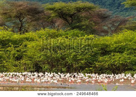 Landscape With Birds. Flamingo Of Lake Baringo. Kenya, Africa