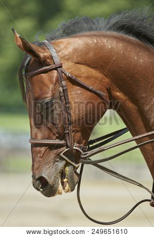 2018 Hunter/jumper Classic At Cleveland Metro Parks Polo Field In Moreland Hills, Ohio Usa