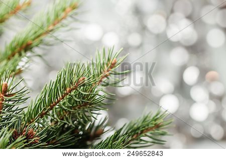 Silver Christmas Background Of Defocused Bokeh Lights With Fir Tree Branches