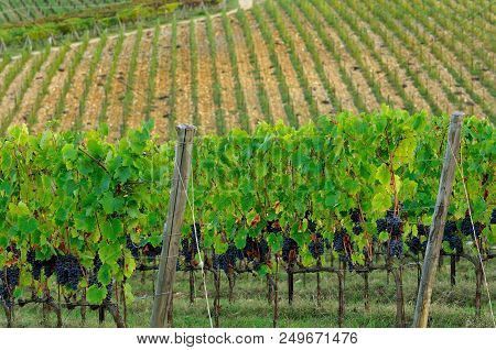 Chianti Region. Red Grapes On Green Vineyard During Autumn Season. Tuscany, Italy.