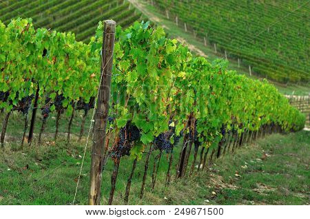 Chianti Region. Red Grapes On Green Vineyard During Autumn Season. Tuscany, Italy.