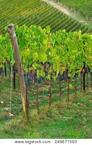 Chianti Region. Red Grapes On Green Vineyard During Autumn Season. Tuscany, Italy.