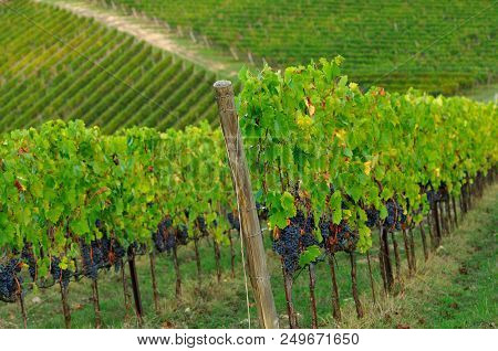 Chianti Region. Red Grapes On Green Vineyard During Autumn Season. Tuscany, Italy.