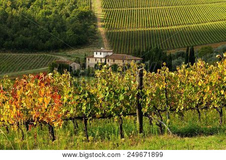 Farmhouse In Chianti With Beautiful Row Of Vineyards And Colored Leaves On Foreground. Tuscany, Ital