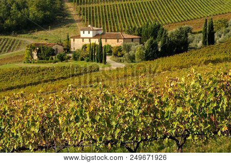 Farmhouse In Chianti With Beautiful Row Of Vineyards And Colored Leaves On Foreground. Tuscany, Ital