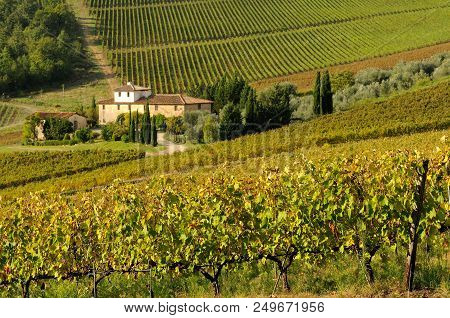 Autumn Season, Beutiful Vineyard In Chianti Region With Farm House On Background. Tuscany, Italy.