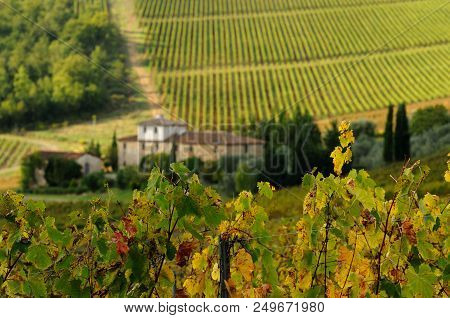 Autumn Season, Beutiful Vineyard In Chianti Region With Farm House On Background. Tuscany, Italy.