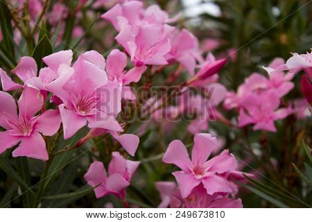 Oleander Or Nerium Oleander Blossoming Branches With Pink Flowers Close Up Photography.