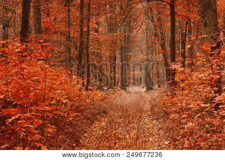 Dirty Road In Autumn Beech Forest.