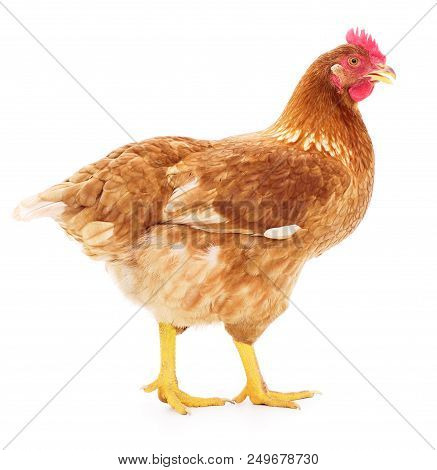 Young Brown Hen Isolated On White Background
