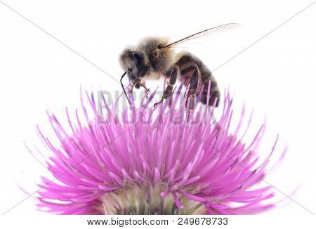 Bee And Pink Flower Isolated On White Background.