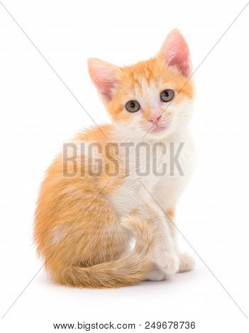 Small Red Kitten On A White Background