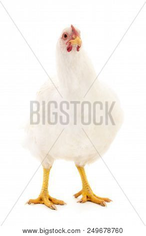 White Hen Isolated On White Background, Studio Shot.