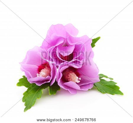 Beautiful Pink Mallow Flower Isolated On White Background.
