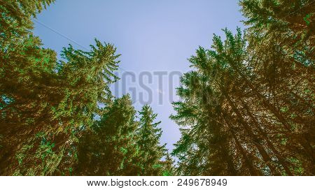 View Of High Pine Trees From Below Against A Blue Sky. Nature In Summer.