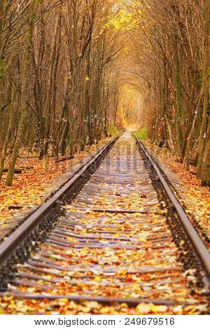 Dirty Road In Autumn Beech Forest, Fall In Foliar Forest.