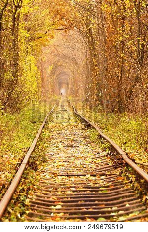 Dirty Road In Autumn Beech Forest, Fall In Foliar Forest.