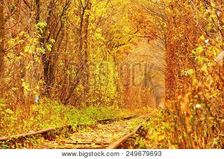 Dirty Road In Autumn Beech Forest, Fall In Foliar Forest.