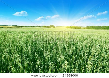Hafer-Feld an Sommertag.
