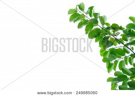 Tropical Tree Leaves With Branches Growing In Botanical Garden On White Isolated Background For Gree