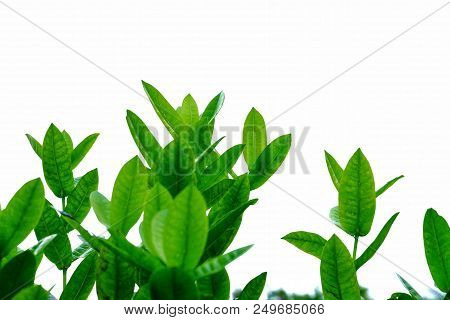 In Selective Focus Of A Tropical Plant Leaves With Branches On White Isolated Background For Green F